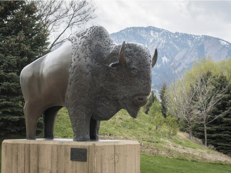 Bronze bison sculpture at Colorado University