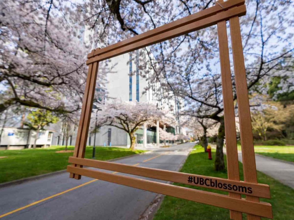 Cherry blossom at UBC