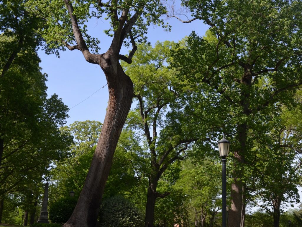 Poplar tree at UNC-Chapel Hill